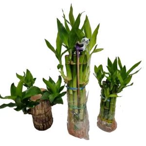 트리앤 개운죽 약12cm 20cm 30cm 40cm 50cm 10p 키우기/행운목/연화죽/황금죽 공기정화식물 수경식물 학습재료 