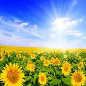 피포페인팅 Q4245 션샤인 diy명화그리기 액자 셀프페 명화 홈갤러리