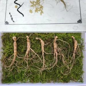 8-10년근 횡성 산양삼 선물세트 5뿌리 +보자기 선물용 강원도산양삼 강원도 산양 산삼