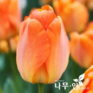 [나무인] 튤립구근 알뿌리 100개 색상 구분발송