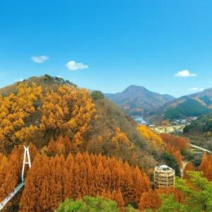 대전 장태산 산림욕장 2025 가을 단풍 당일 버스 투어