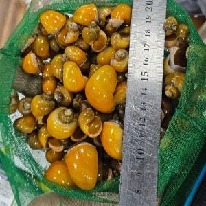 애플스네일 애플달팽이