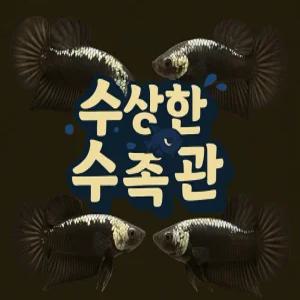 [수상한수족관] [플라캇베타 ] 사무라이 하프문 플라캇 암컷 베타 / 1마리 / 랜덤발송