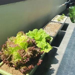 P1 플라스틱 직사각형화분 빈화분 중형 상추키우기 플라스틱화분 텃밭화분 옥상텃밭