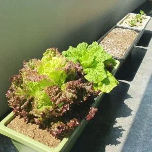 P1 플라스틱 직사각형화분 빈화분 소형 상추키우기 플라스틱화분 텃밭화분 옥상텃밭