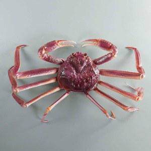 야외 해산물 킹크랩 촬영 소품 전시 플라스틱 생선 모형