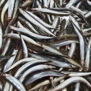 생물 양미리 1kg