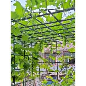 씽씽상점 지지대 비닐하우스 포도렉 오이렉 지주대