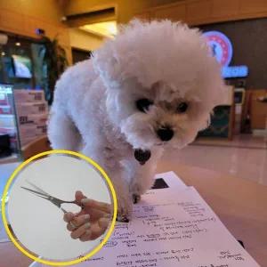 [하프클럽/]스텐레스 미용 이발 커트 일자가위