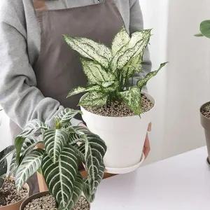 베란다 홈가드닝 실내인테리어 작은정원 아트화분 4호 인테리어화분