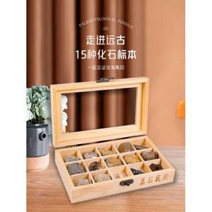 수석 장식품 화석 수집품 502180 화석표본 나무화석 원석 인테리어 디스플레이 로비