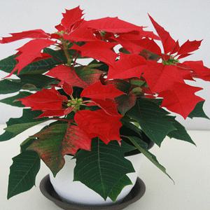 포인세티아 포인 크리스마스식물 흙 분갈이 다육  집들이 꽃 식물 화초 난 선인장 소나무길 519