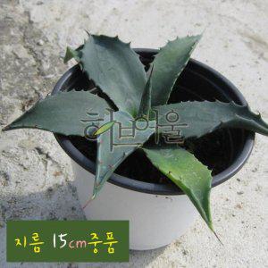 (허브여울다육) 네오멕시카나 (아가베/용설란) 지름 15cm 중품 (상토와 마사만 사용)