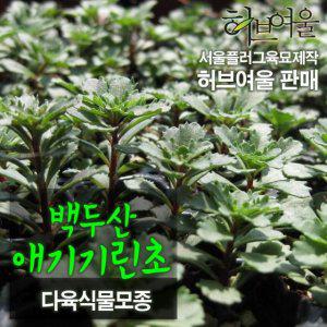 (허브여울모종) 백두산애기기린초 다육모종 10개 (노지월동 서울육묘생산 정품모종)