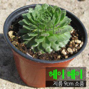 (허브여울바위솔) 헤이헤이 (바위솔/노지월동) 지름 9cm 소품 다육화분 (상토와 마사만 사용)