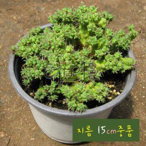 (선인장) 희기린 (구갑기린/백학기린) 지름 15cm 중품 다육화분