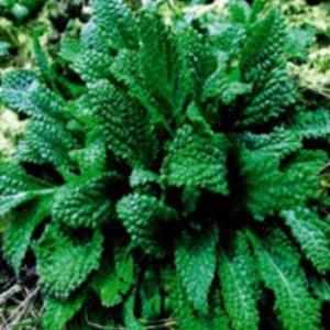 배추용씨앗 곰보배추종자 쌈용채소씨앗 쌈채소 배추종자