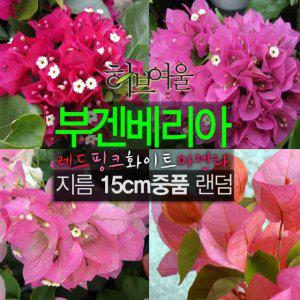 부겐베리아 색상랜덤 지름 15cm 중품화분 (상토와 마사만 사용한 건강한식물)