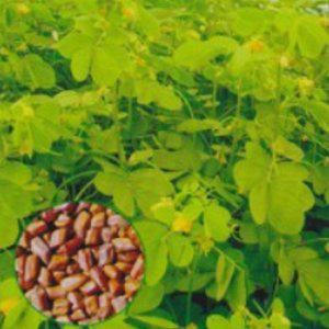 약용식물씨앗 약용식물 차종자 200립 결명자종자차 콩과식물종자