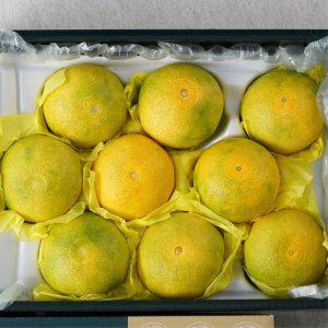 제주 황금향 선물세트 3kg 중대과