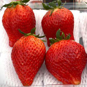 킹스베리 딸기 400g 왕특