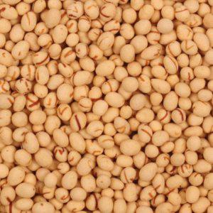 오징어해씨볼 1kg (착불)