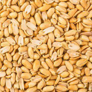 조미땅콩 1kg (착불)