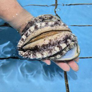 국내산 완도 전복 500g 10미내외