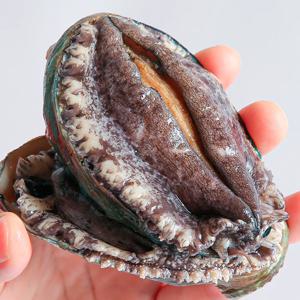 섬사랑 완도 활 참전복 1kg 산소포장