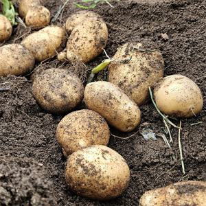 강원도 두백 감자 2-5kg 소용량 사이즈 선택