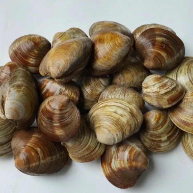 [푸디앤] 활 백합 조개 3kg / 조개구이집 가면 빠지지 않는 조개! 감칠맛을 알차게 품은 백합