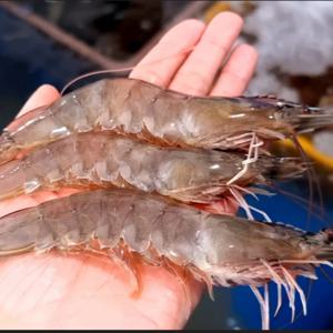 생물 흰다리 새우 1kg  /27-45미
