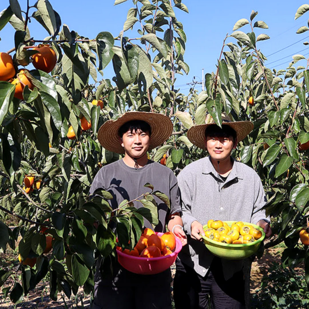 [장성] MD 추천! 국내산 제철 단감 5kg 10kg