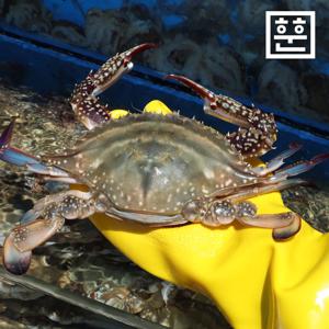 [훈훈수산] 제철 꽃게 봄 가을 암꽃게 숫꽃게 냉동꽃게