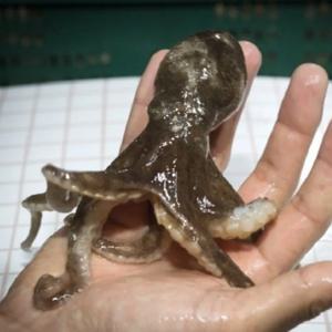 [푸디앤] 활 쭈꾸미 1kg  (15~20미)