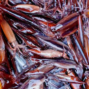 100%국내산 초코오징어!