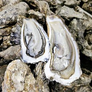 제철 굴 석화 각굴 10kg