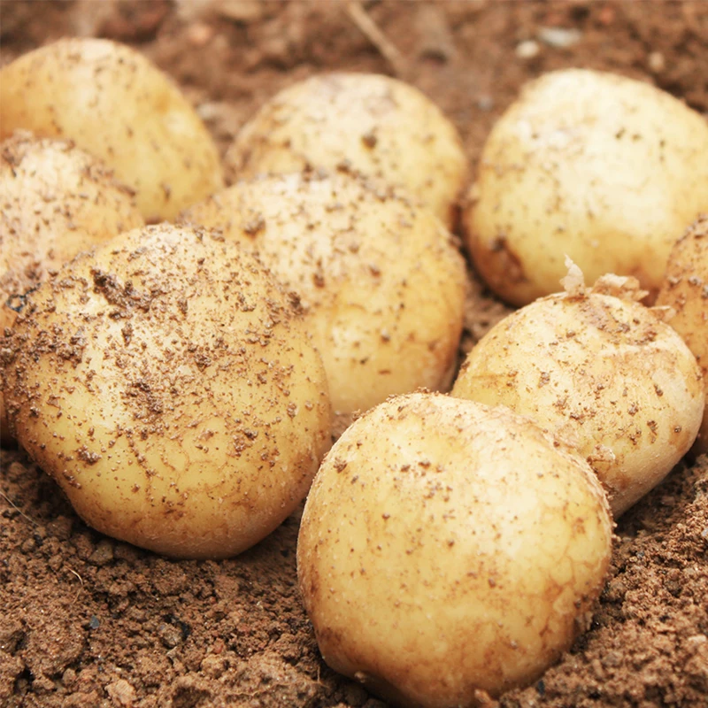 국내산 포슬포슬 감자 햇감자 3kg 5kg 당일출고