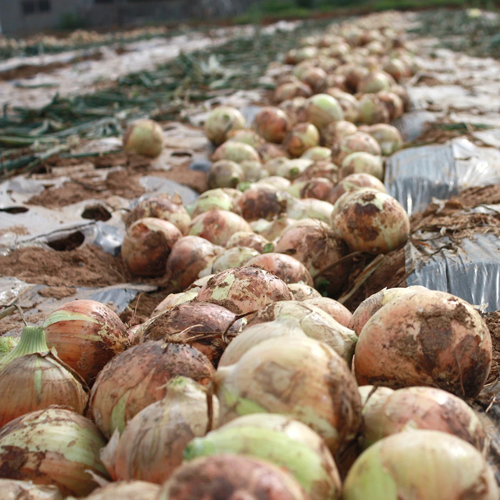 국내산 아삭하고 단단한 2025 햇양파 3kg 5kg