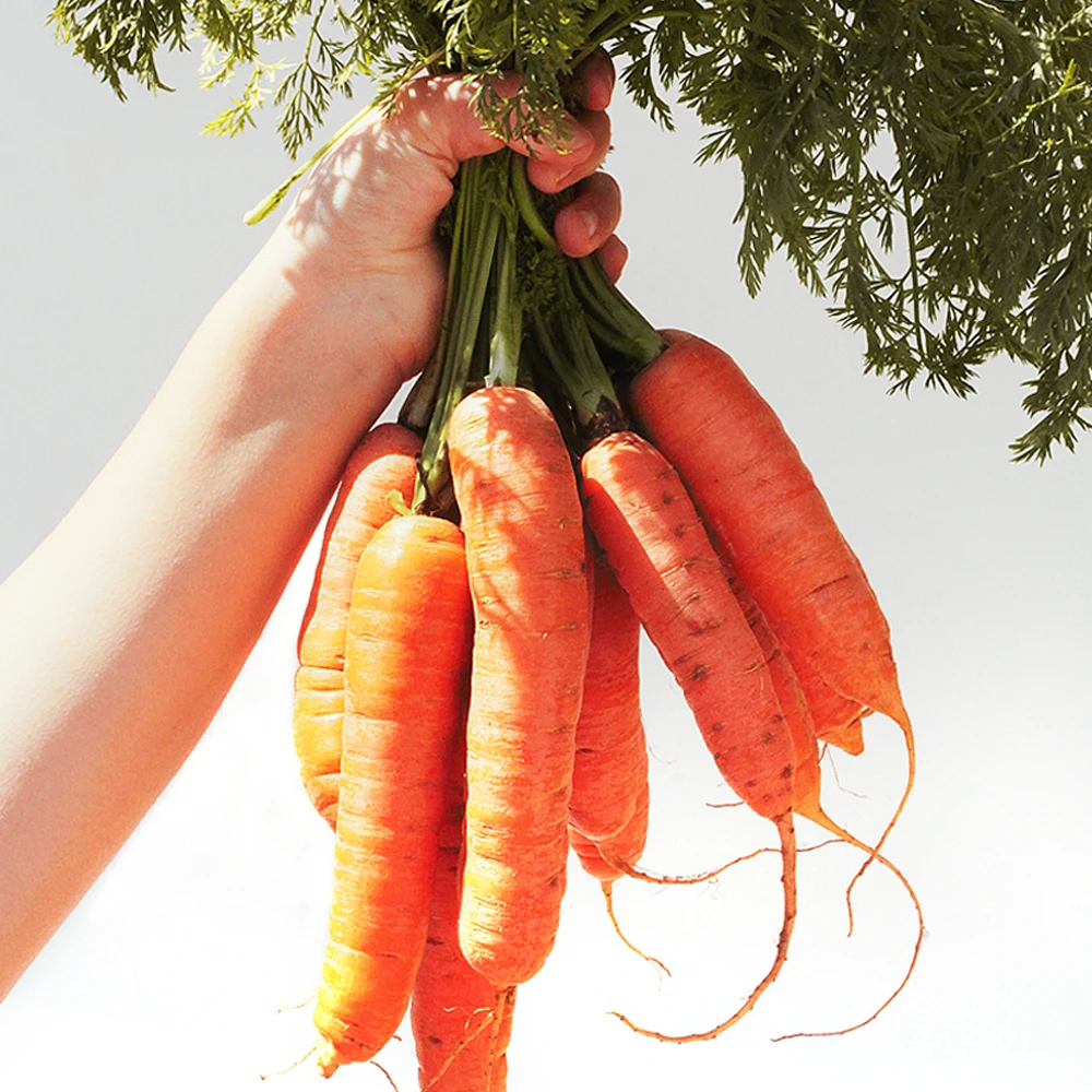 영양가득 국내산 당근 흙당근 햇당근 1kg ~ 10kg