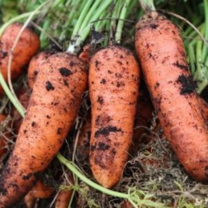 국내산 햇 당근 흙당근 미니/2/3/5kg