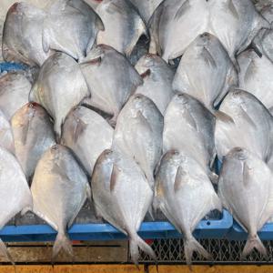 [푸디앤] 목포직송  손질 생물병어 /  횟감용 자랭이 병어 /  반건조 병어  /비린내 없는 깔끔한 스킨포장