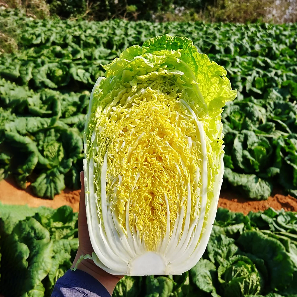 [한정특가 200박스] 국내산 알배기 쌈배추 실속형 상등급