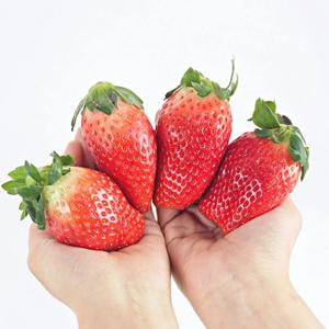 [한정특가 100박스] 딸기의 왕 킹스베리 논산 산지직송