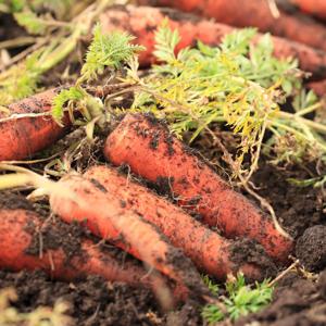 국내산 산지직송 경남 흙당근 못난이 3kg 5kg