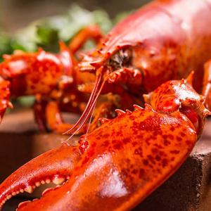 왕왕특대(4XL) 자숙 점보 랍스터(바다가재) 1미 750~1.05kg 캐나다직수입 랍스타