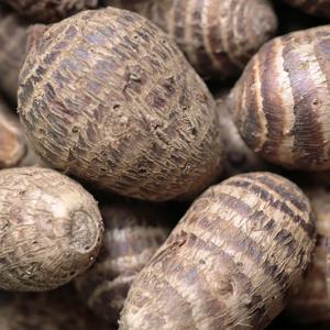 국내산 토란 생토란 깐토란 1/2/3/5/10kg