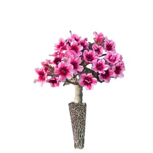12 색 사막 장미 브래킷 재배 블록 이중 꽃잎 Adenium obesum 꽃 무토양 자연 식물 묘목 랙 2Pcs
