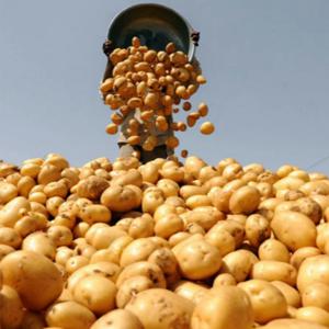 [푸디앤] 포슬포슬 햇 감자 3kg