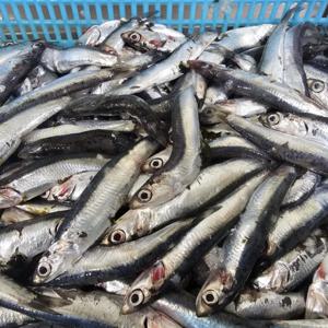 [푸디앤] 거제 햇 멸치 손질 생멸치 500g / 멸치는 대표적 칼슘 식품과 동시에 고단백 식품이여서 성장기 어린이에게도 좋습니다!